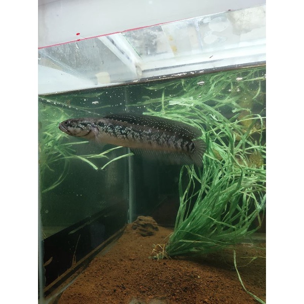 ChannaAsiatica WS Pure 4-6 cm FULL MUTIARA