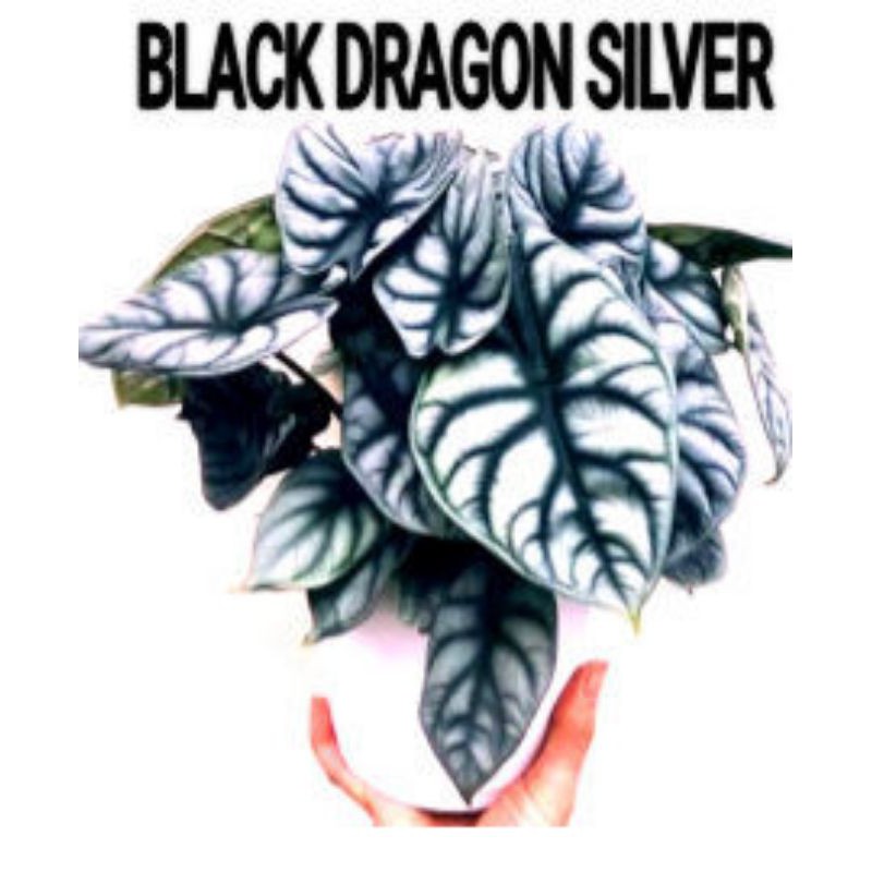 Tanaman bunga Keladi Hias Tengkorak Alocasia Alokasia BLACK/GREEN DRAGON SILVER Hidup Murah