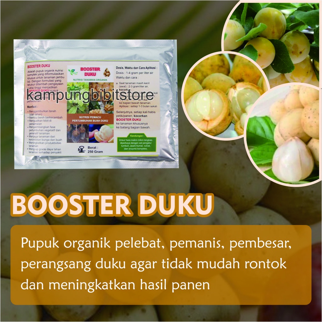 Pupuk Booster Pohon Duku, Booster Duku Agar Berbuah Lebat