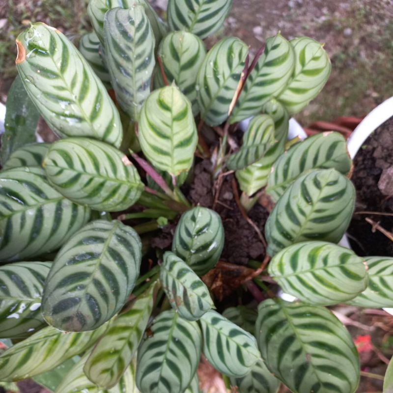 Calathea Sepat Penyejuk Udara