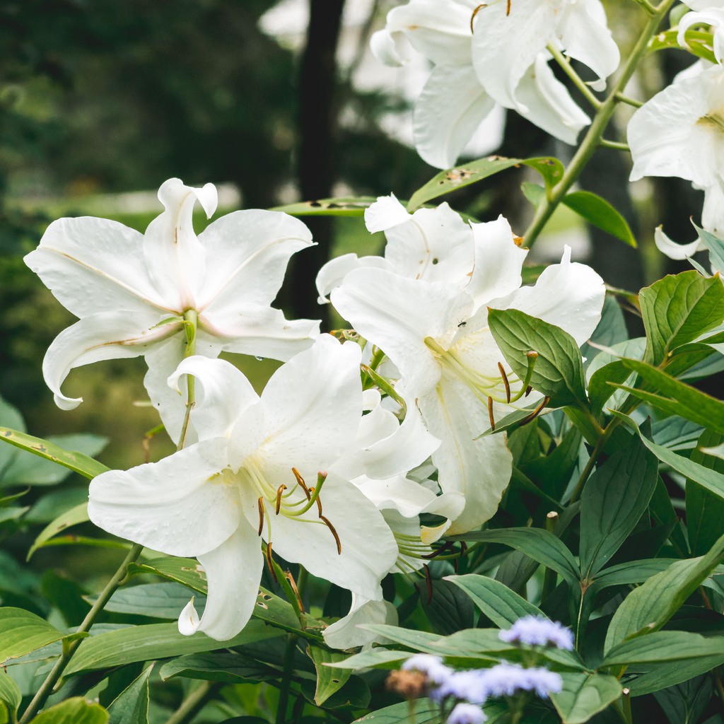 

Easter Lily