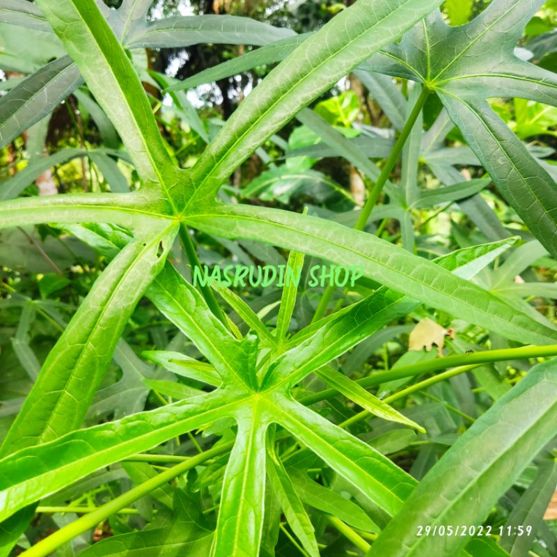 

DAUN SINGKONG ARAB SEGAR 100 LEMBAR UNTUK PROMIL