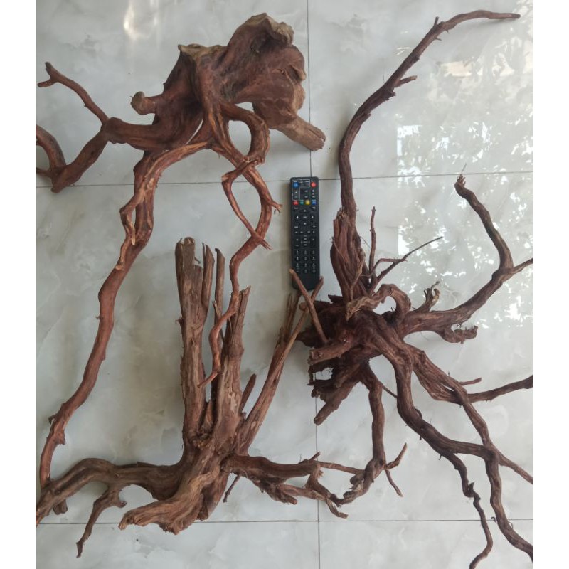 Akar kayu rasamala size XXL