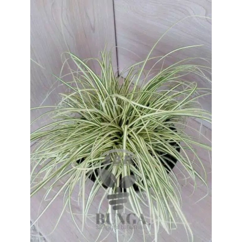 lili Paris Daun Kecil