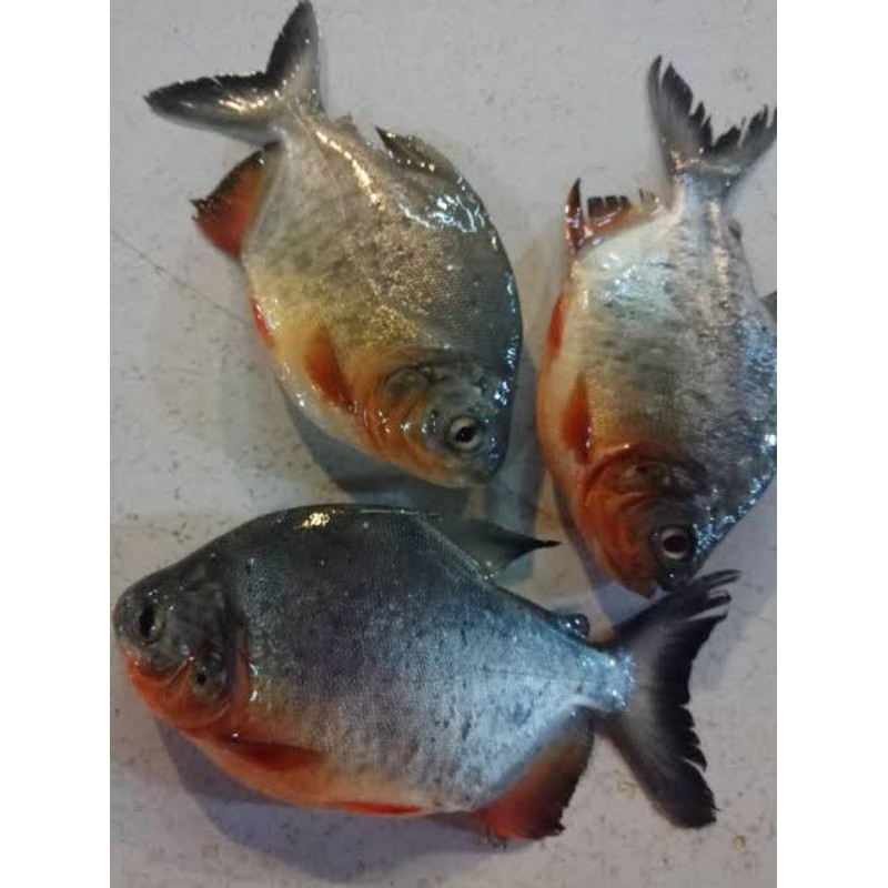 

Ikan bawal