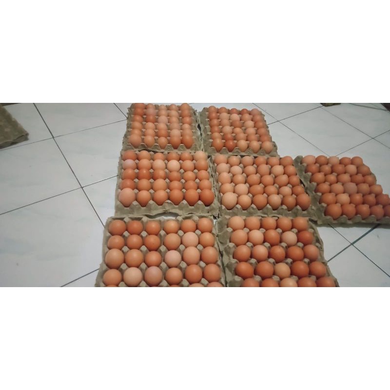 

telur ayam negeri fresh