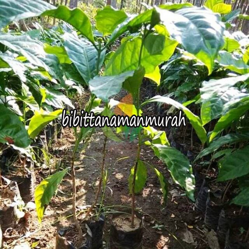 BIBIT KOPI ARABICA (BELI 5 GRATIS 1)