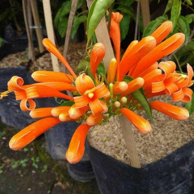 Tanaman hias stefanot orange / flame vine MERAMBAT - BAKUL KEMBANG