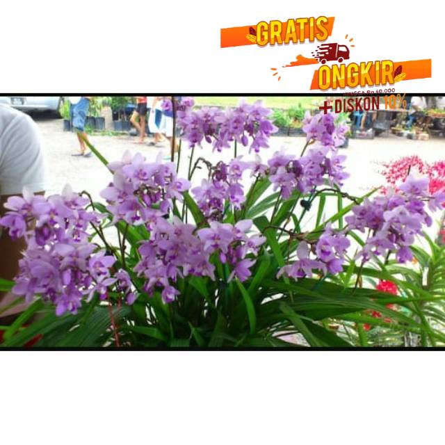 Anggrek tanah ( spathooglothis ungu muda ) murah - Tanaman Hias Hidup - Bunga hidup - Bunga hias