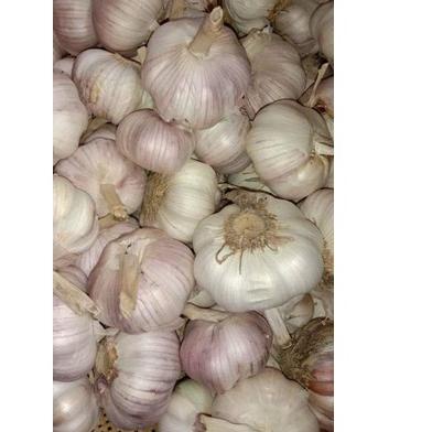 

NEW PRODUCT 8538 Bawang Putih Sico 1kg ㆊ