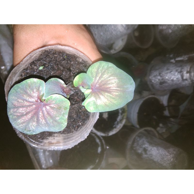 Caladium/Keladi Srikandi Daun Ganda/ Double Leaf