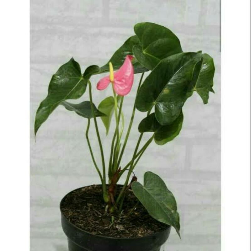 Anthurium mickey mouse