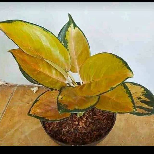 Bunga aglonema sultan brunei asli