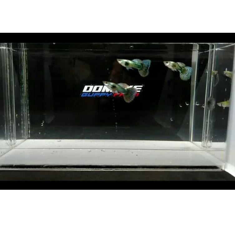 Sale Ikan Guppy Green Dragon