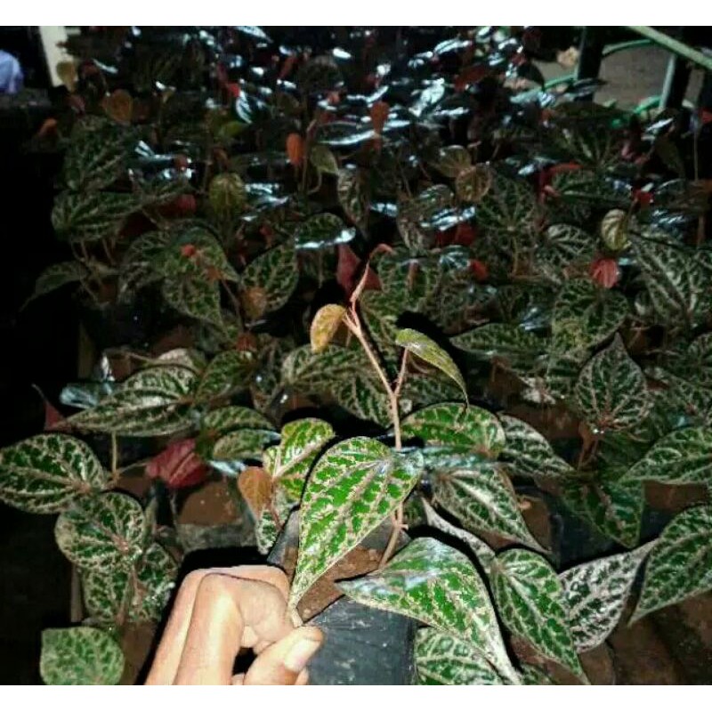 Sirih merah/sirih wulung