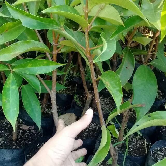 JAMBU JAMAIKA JAMBU JAMAIKA BIBIT JAMBU JAMAIKA BUAH JAMBU JAMAIKA HITAM JAMBU JAMAIKA CEPAT BUAH