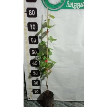 bibit anggur Jupiter Ninel