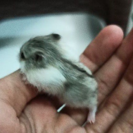Hamster  Campbell Kirim Seluruh INDONESIA Unik Murah Lucu Belang Panda  DOMINAN dll Satin Jinak Murah Lengkap Makanan dan Bekal