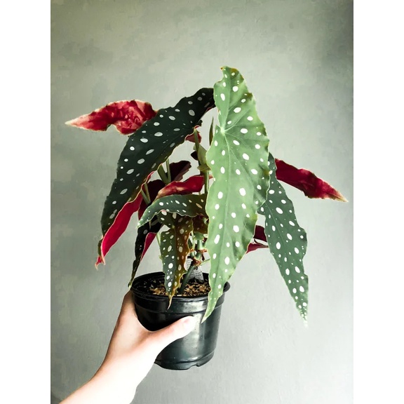 Tanaman Hias Begonia Polkadot Angel Wing | Begonia Maculata