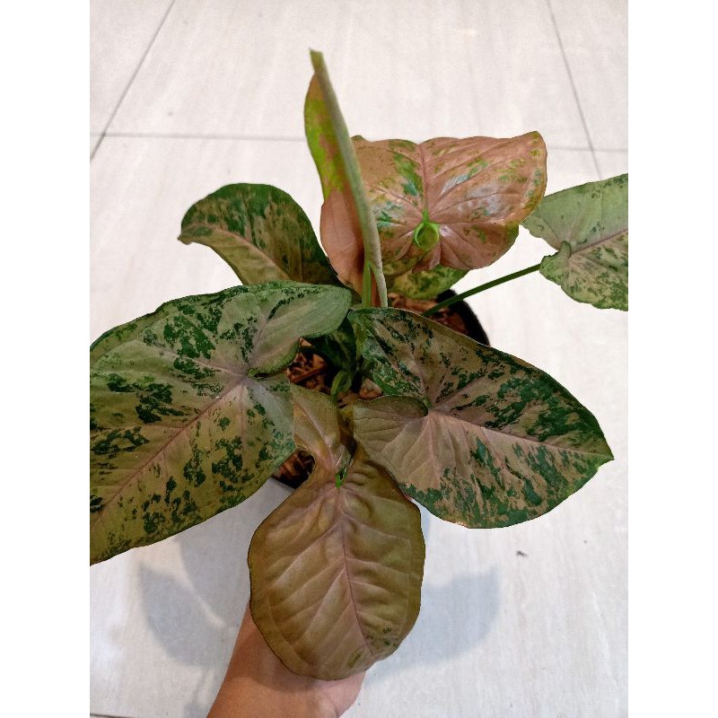 SYNGONIUM PINK FLECKED