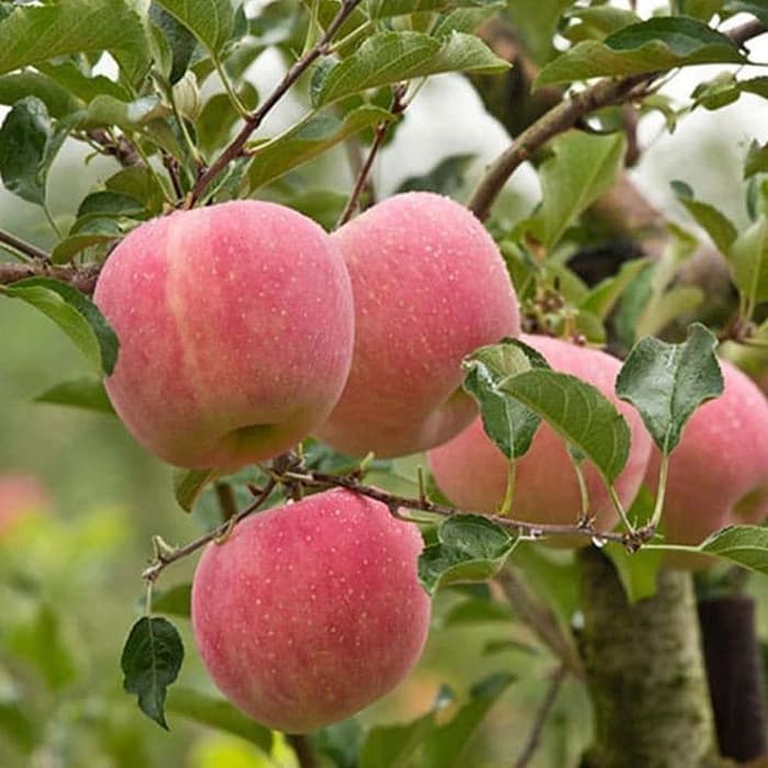Bibit buah apel fuji murah