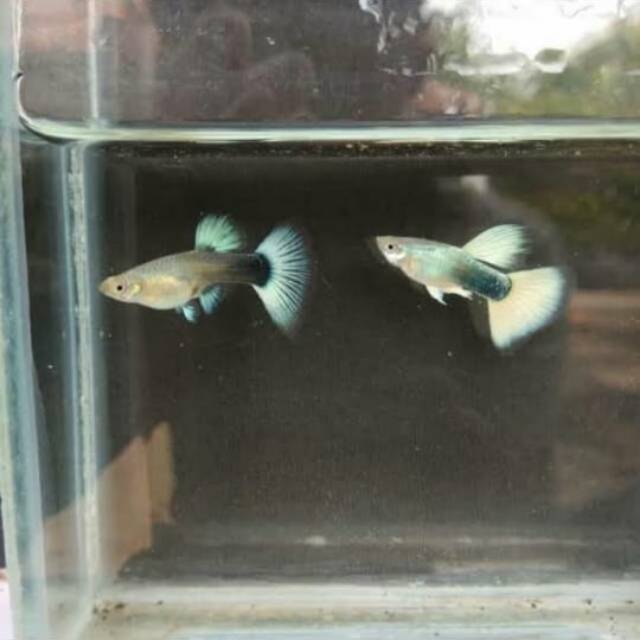 

Guppy HB pastel
