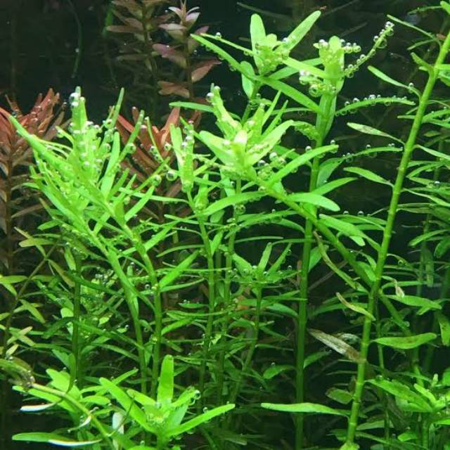 Rotala sp green tanaman air aquascape aquarium Rotala sp green tanaman air aquascape aquarium