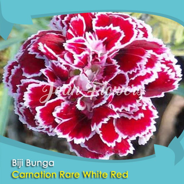 Bibit Tanaman Bunga Carnation Rare White Red Benih Bibit Tanaman Hias Untuk Dekorasi Rumah Shopee Indonesia