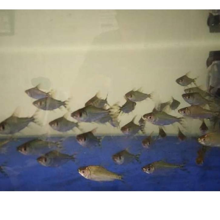 Harga Spesial.. ikan yellow feifeng yff yelow feifeng. Berkualitas