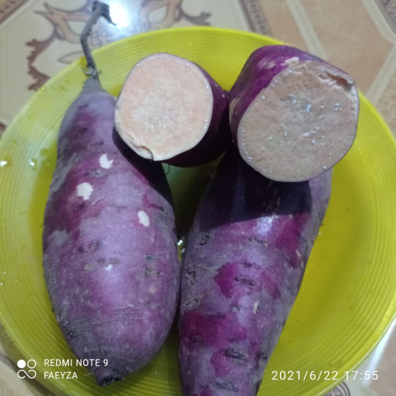 

Ubi Hui harga per kg