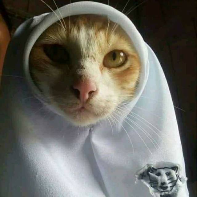 vivi_hay