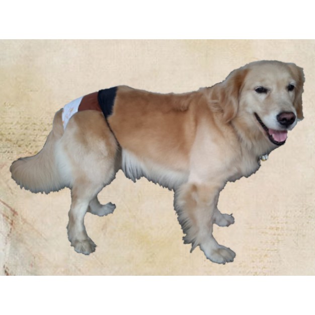 Celana Anjing Besar (Golden Retriever)