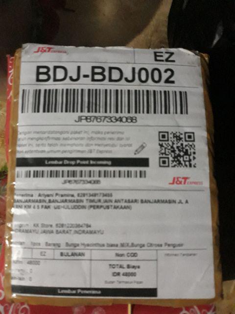 Bunga Citrosa Pengusir Nyamuk