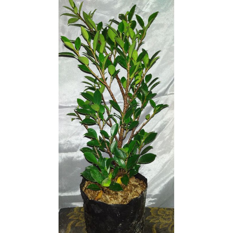 Bahan bonsai beringin Kimeng