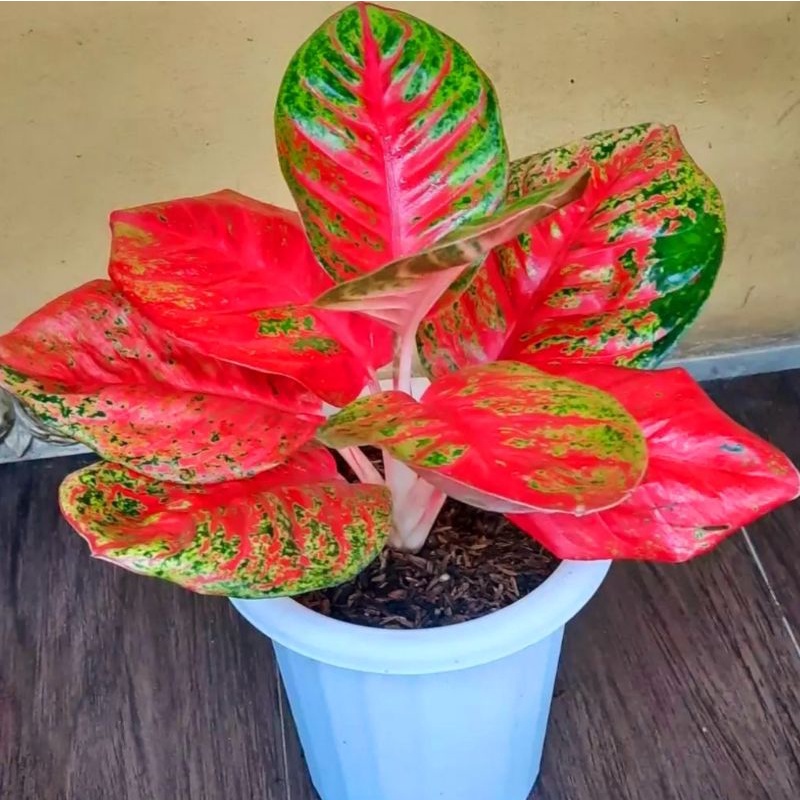 Aglonema Wulandari Tanaman Hias Bunga Aglaonema Murah Merah BUKAN bonggol bibit - tanaman hias hidup