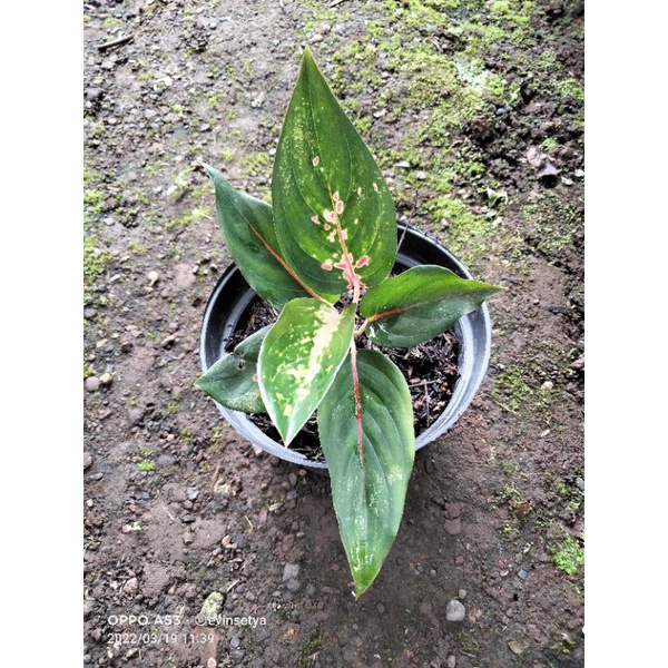 Aglonema kochin cameleon