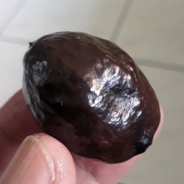 Kemiri Adu Muncang Adu Nyonyo Ori Matang