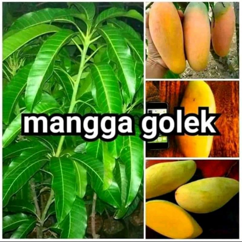 Bibit Buah Mangga Golek india