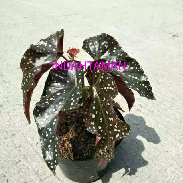 promo begonia maculata mocca - begonia moccadot - begonia mocca polkadot - begonia mocca - begonia