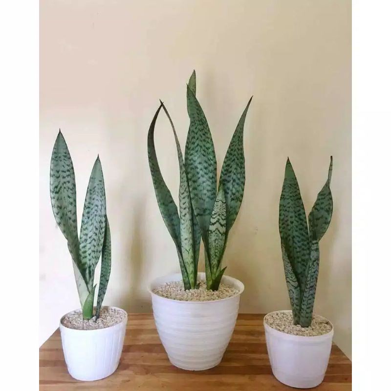 Sensivera / Sensivera Hijau