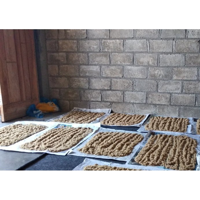 Telur jangkrik kalung kwalitas super penetasannya 1kg