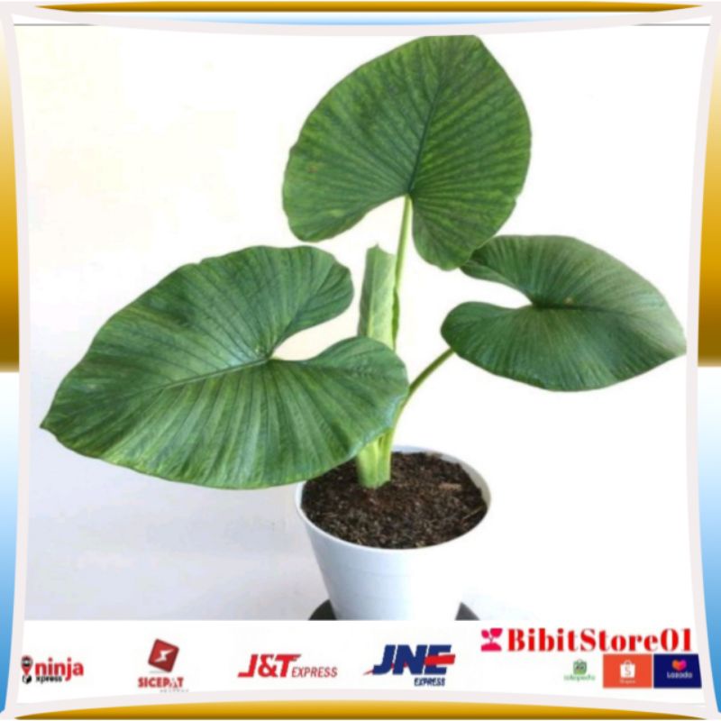 alocasia Alba - alocasia - Alba - tanaman hias Alocasia Alba - tanaman