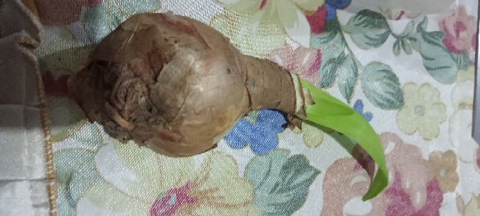 1 Umbi Lily Asiatic Blue Desert Impor, Stok Terbatas