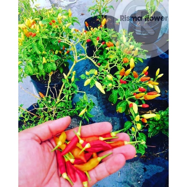 Tanaman pohon cabe masak / pohon cabe bumbu dapur / tanaman pohon cabe masak