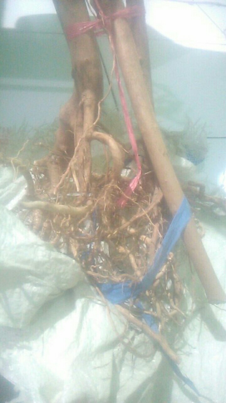 Akar Senggani Beserta Batangnya Dijual Per 100 Gram