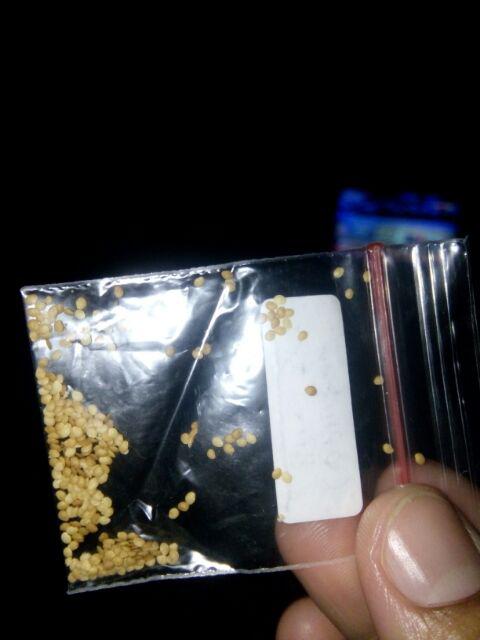 Paket Hemat Bibit Benih Biji Tanaman Ceplukan Ciplukan 300butir Gratis Polybag