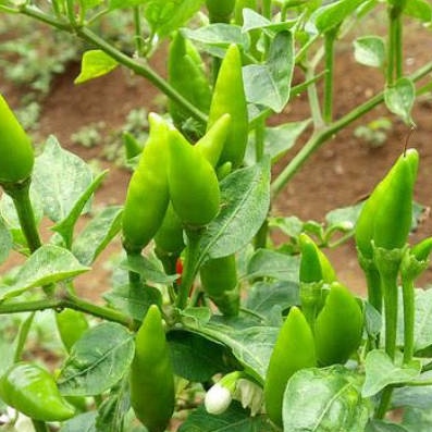 

Cabe Rawit Hijau 200gr