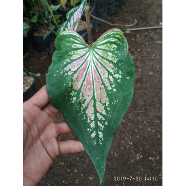 Tanaman Hias Keladi Wayang Keladi  Bibit Keladi Wayang Merah Muda Pink