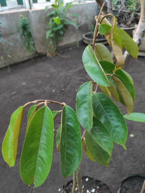 Bibit Durian Hitam Kaki Tiga