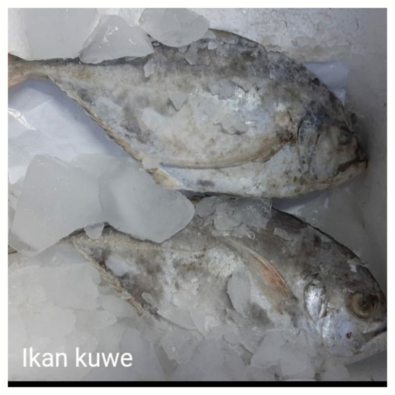 

ikan kuwe 1kg